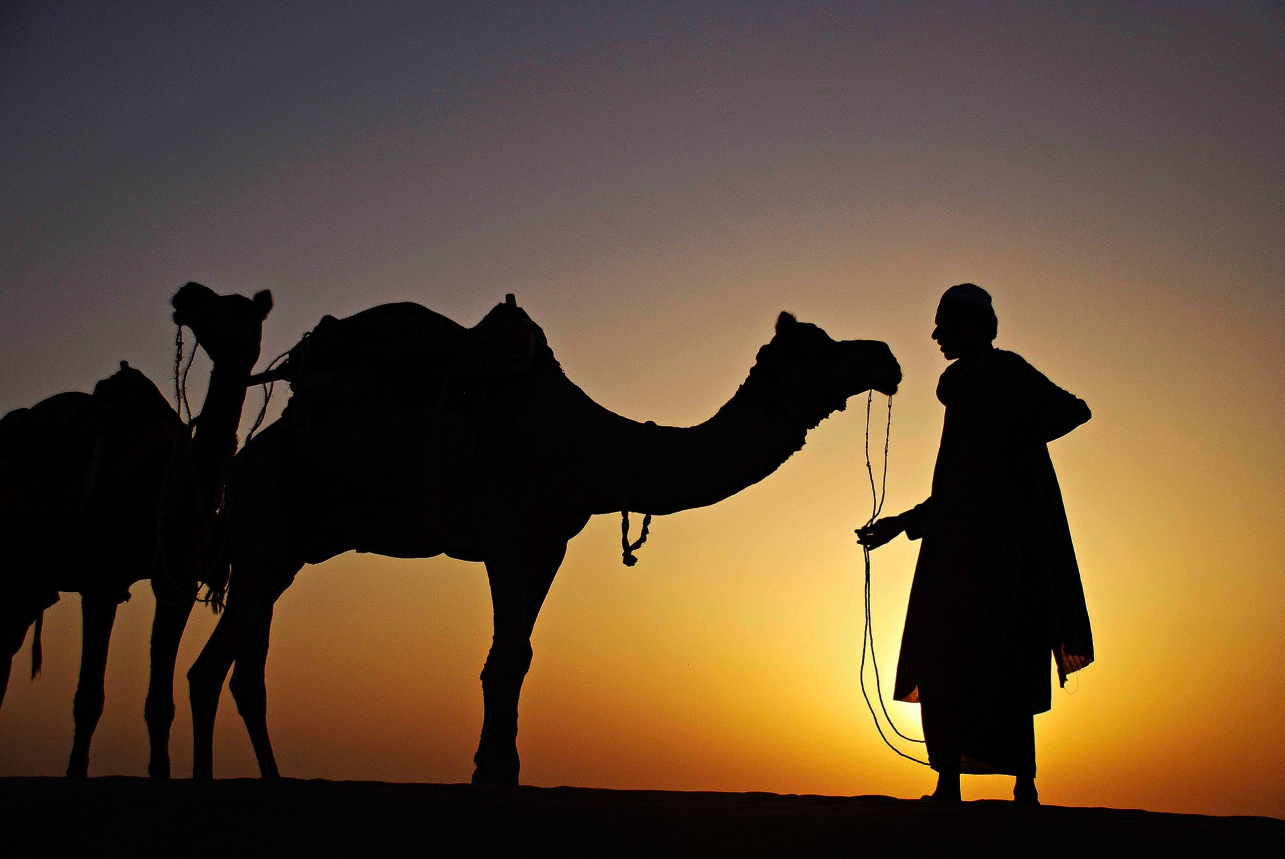 Camels Indian Sunset